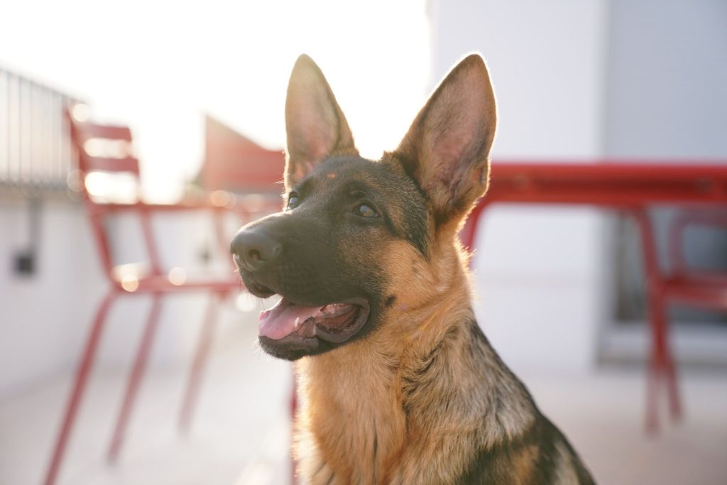 Cómo elegir un cachorro de Pastor Alemán sano