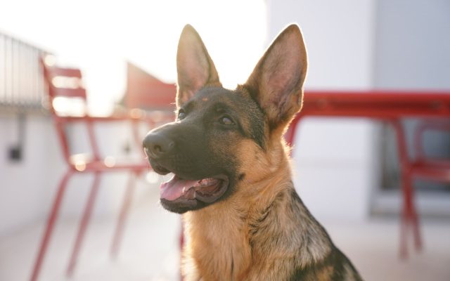 Cómo elegir un cachorro de Pastor Alemán sano