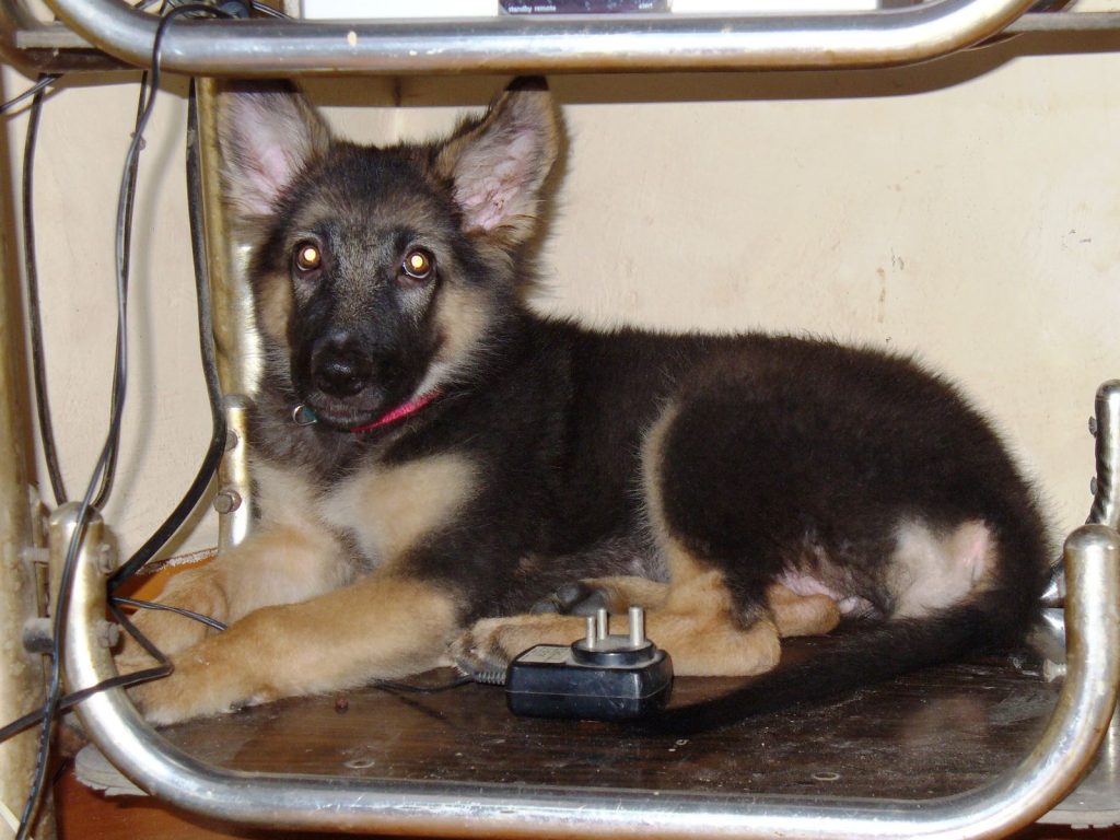 ¿Cuánto cuesta un cachorro de Pastor Alemán en España?