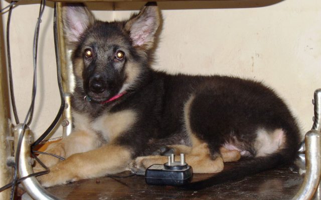 ¿Cuánto cuesta un cachorro de Pastor Alemán en España?