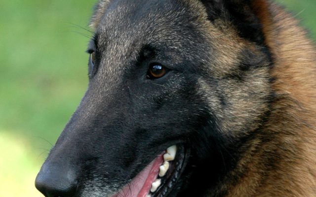 Pastor Alemán vs Malinois: diferencias y cuál elegir