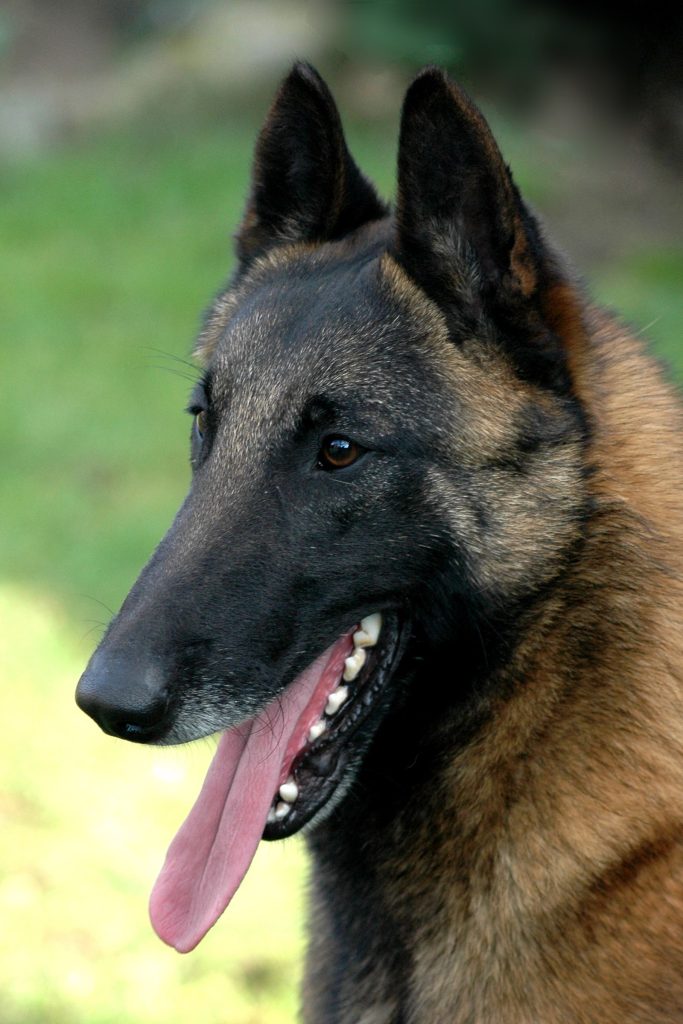 Pastor Alemán vs Malinois: diferencias y cuál elegir